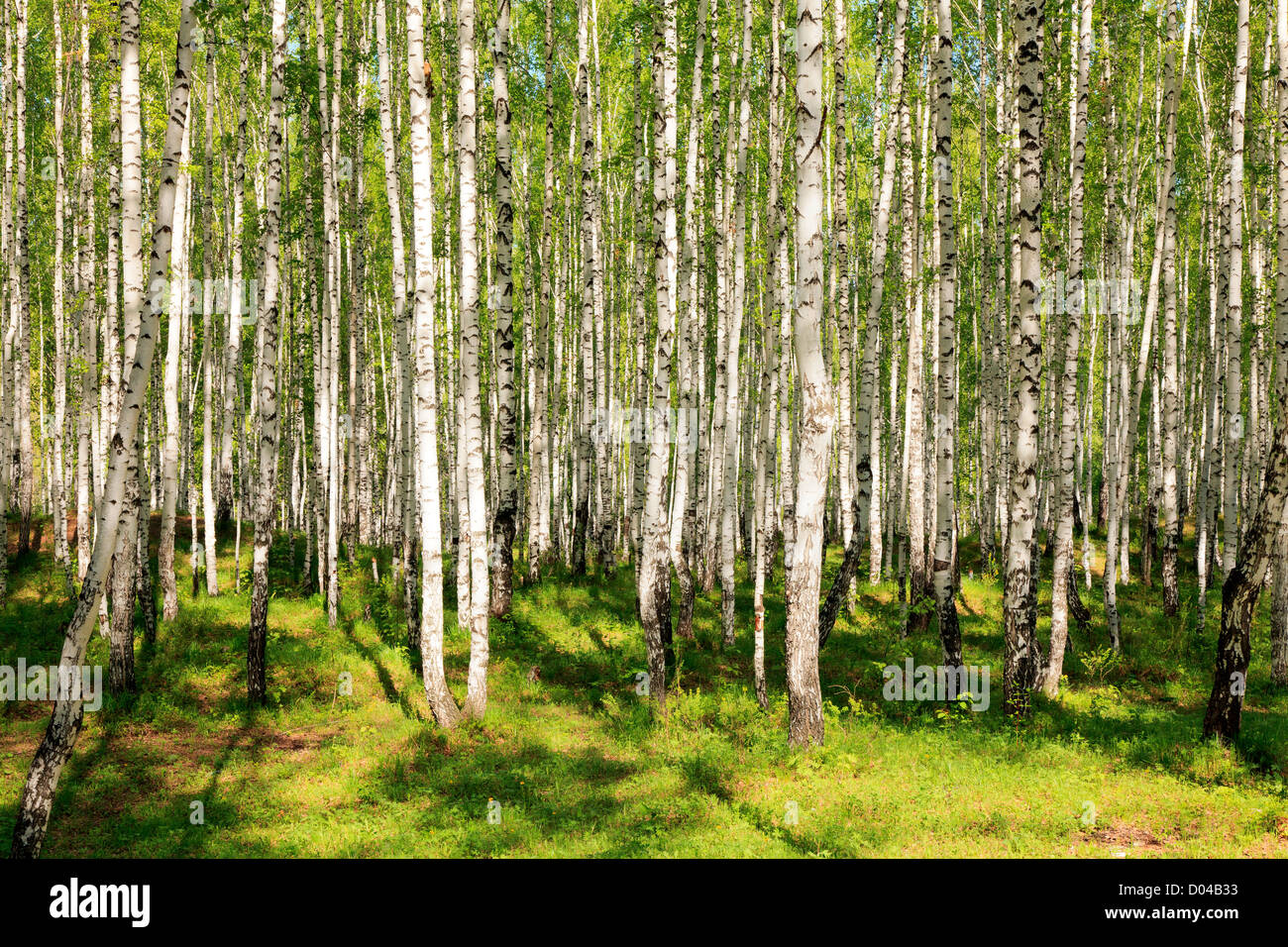 summer green birch forest Stock Photo - Alamy