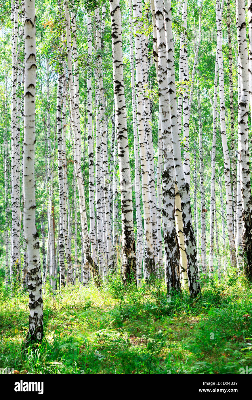 summer green birch forest Stock Photo - Alamy