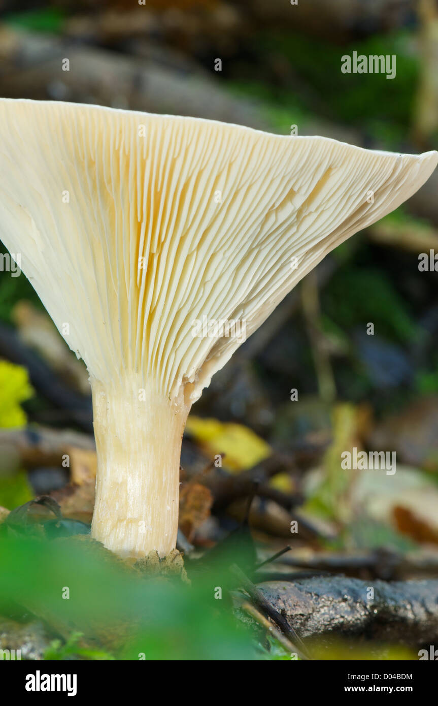 British woodland fungus Stock Photo