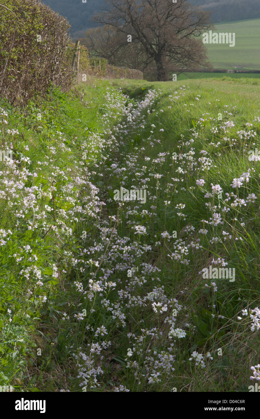 Cuckoo flower, Lady's Smock, Cardamine pratensis, Below South Downs, Cocking, West Sussex, UK. April. Stock Photo