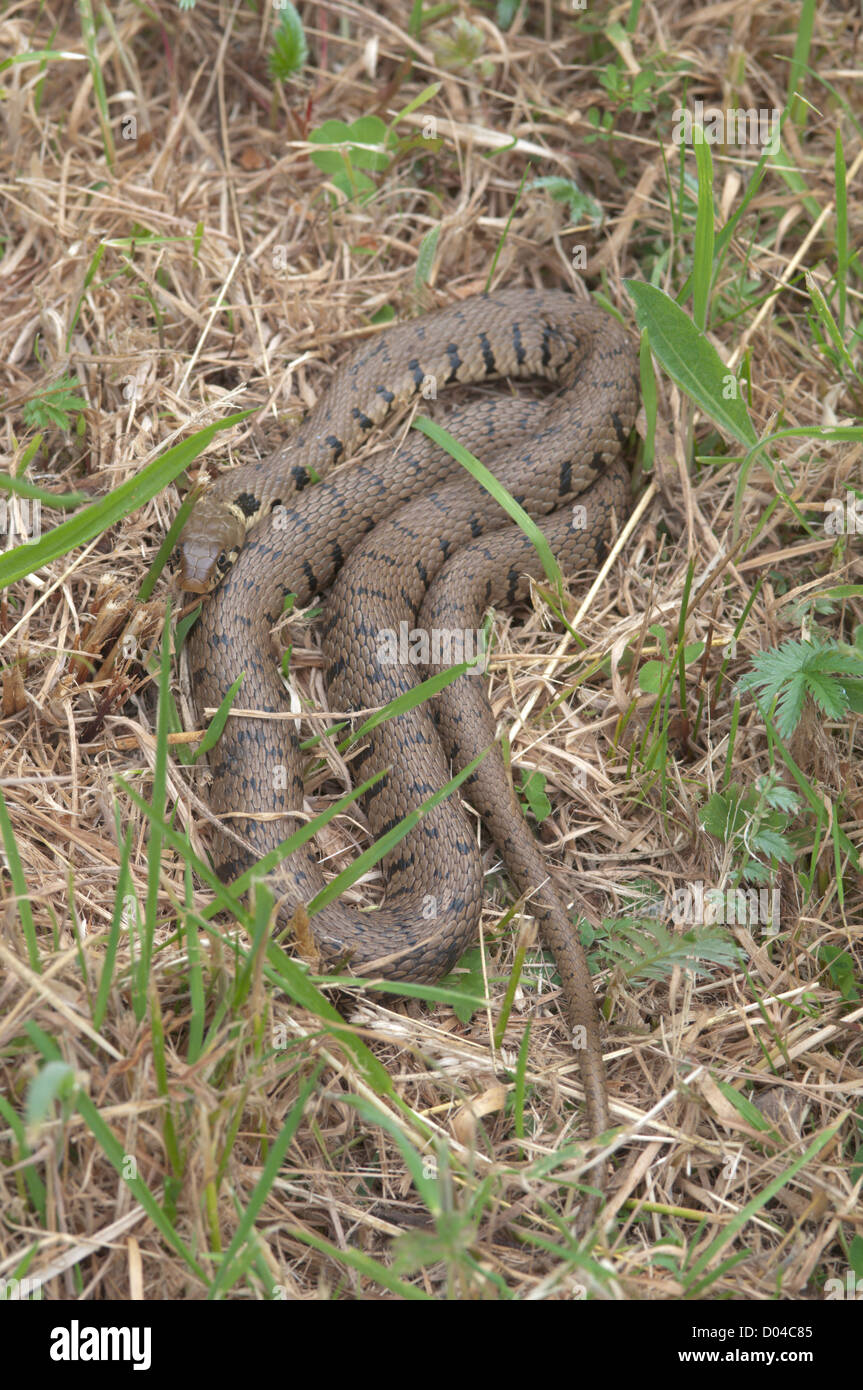 Grass snake, Natrix natrix, basking in morning sunshine. Cornwall, UK. June. Stock Photo