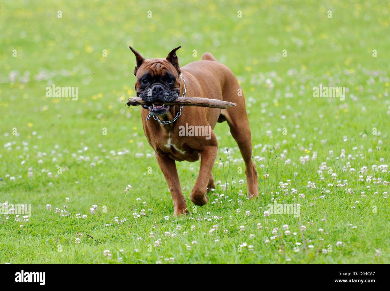 a boxer dog in action Stock Photo