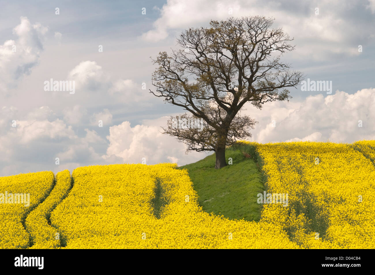 Rapre Tree Single Oak tree in field of Rape, Brassica napus, under storm clouds ...