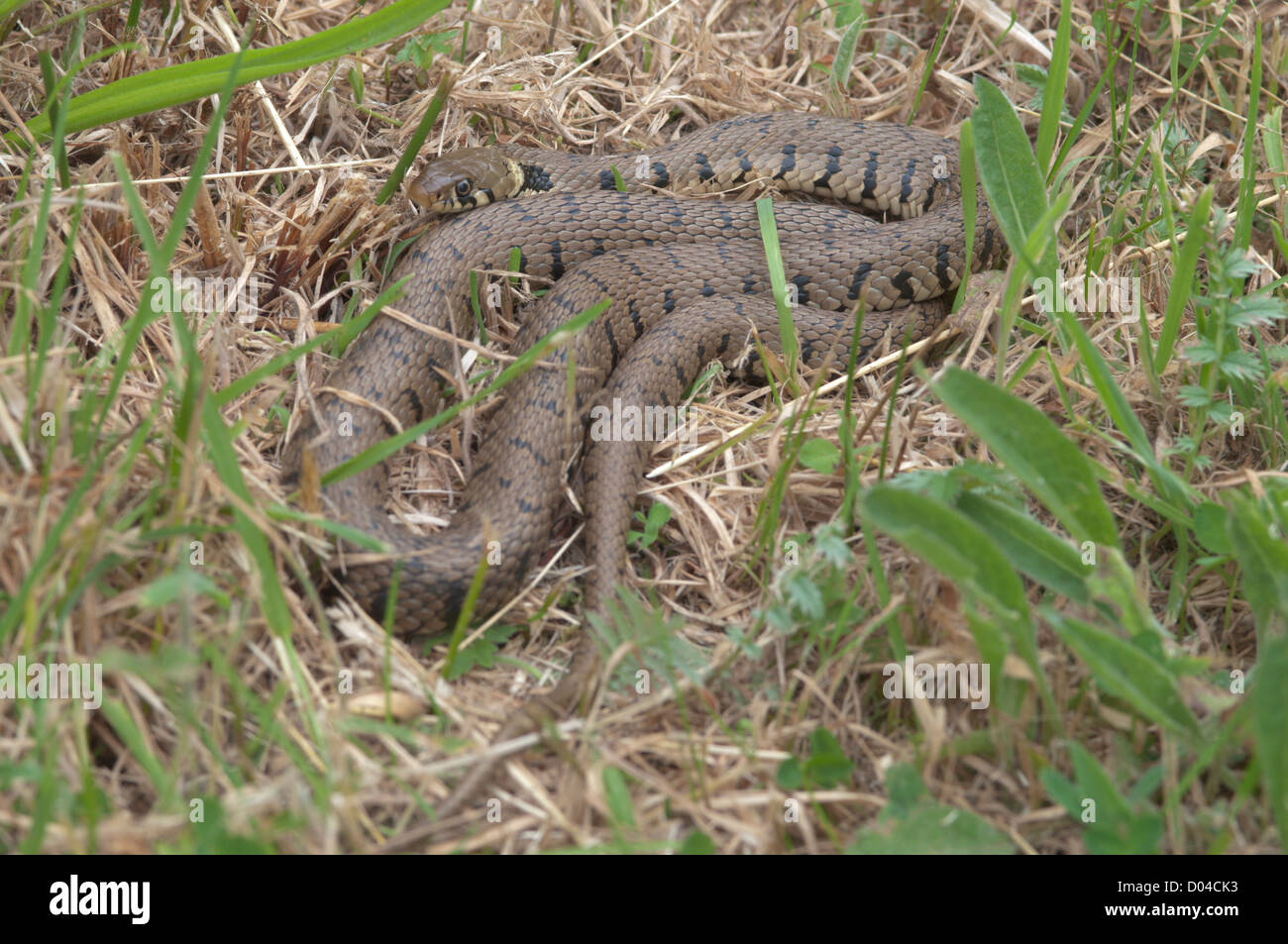 Grass snake, Natrix natrix, basking in morning sunshine. Cornwall, UK. June. Stock Photo