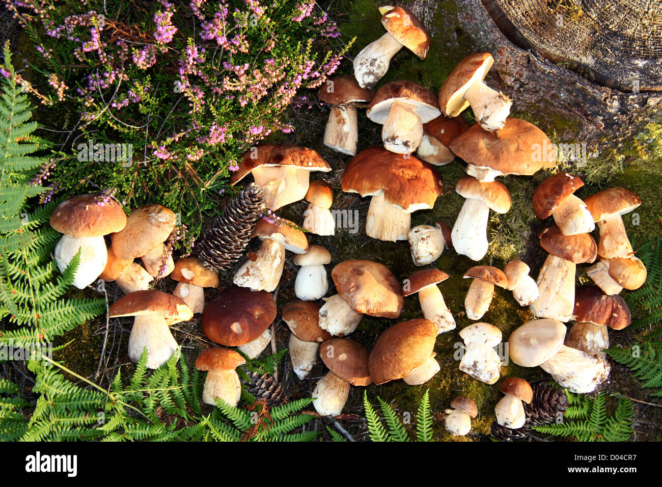 Collect of mushrooms in the forest in belgium Stock Photo