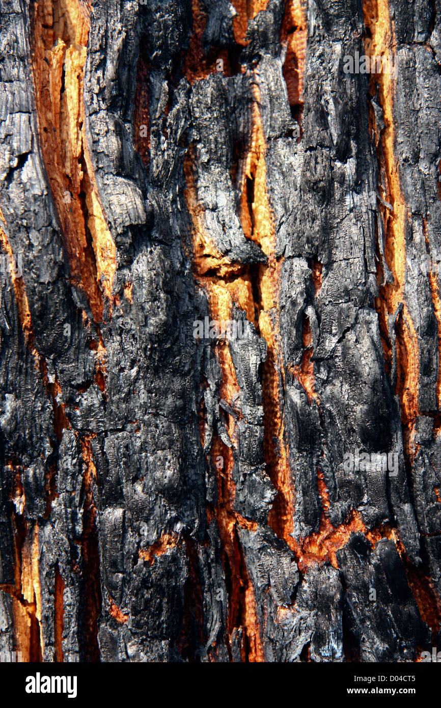 Burnt tree hires stock photography and images Alamy