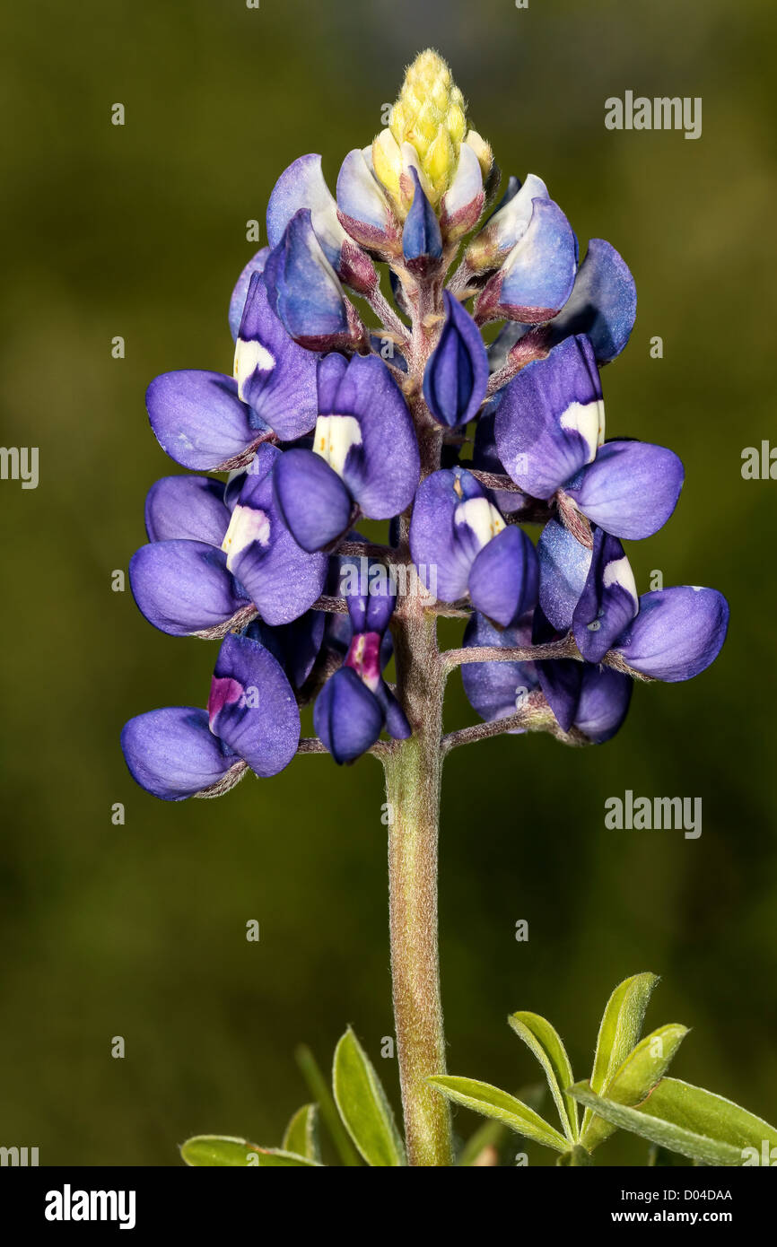Texas State Flower - BlueBonnet Stock Photo