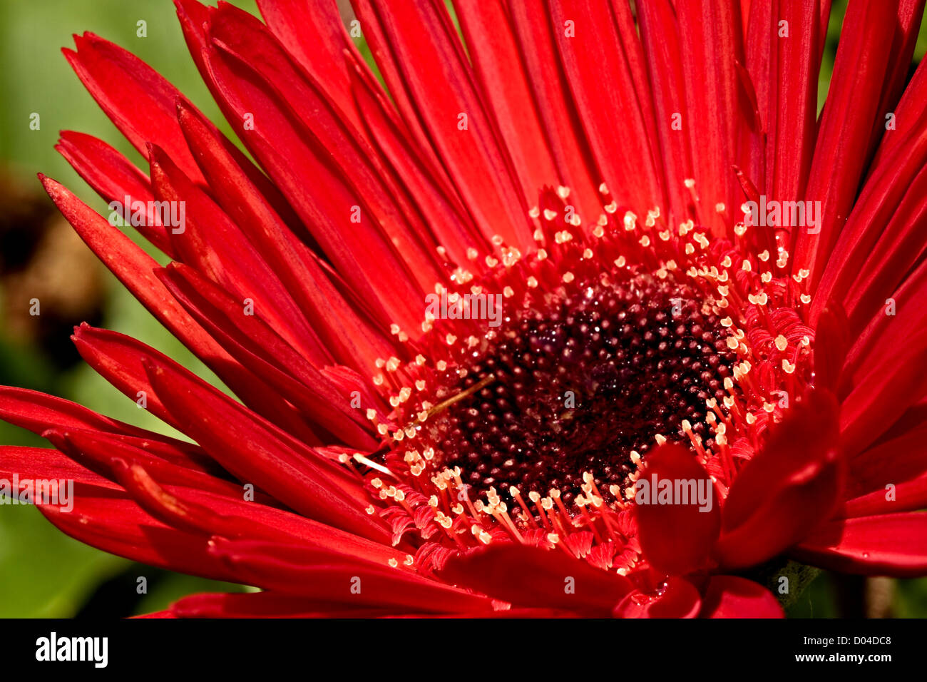 Red Gerbera daisy Stock Photo