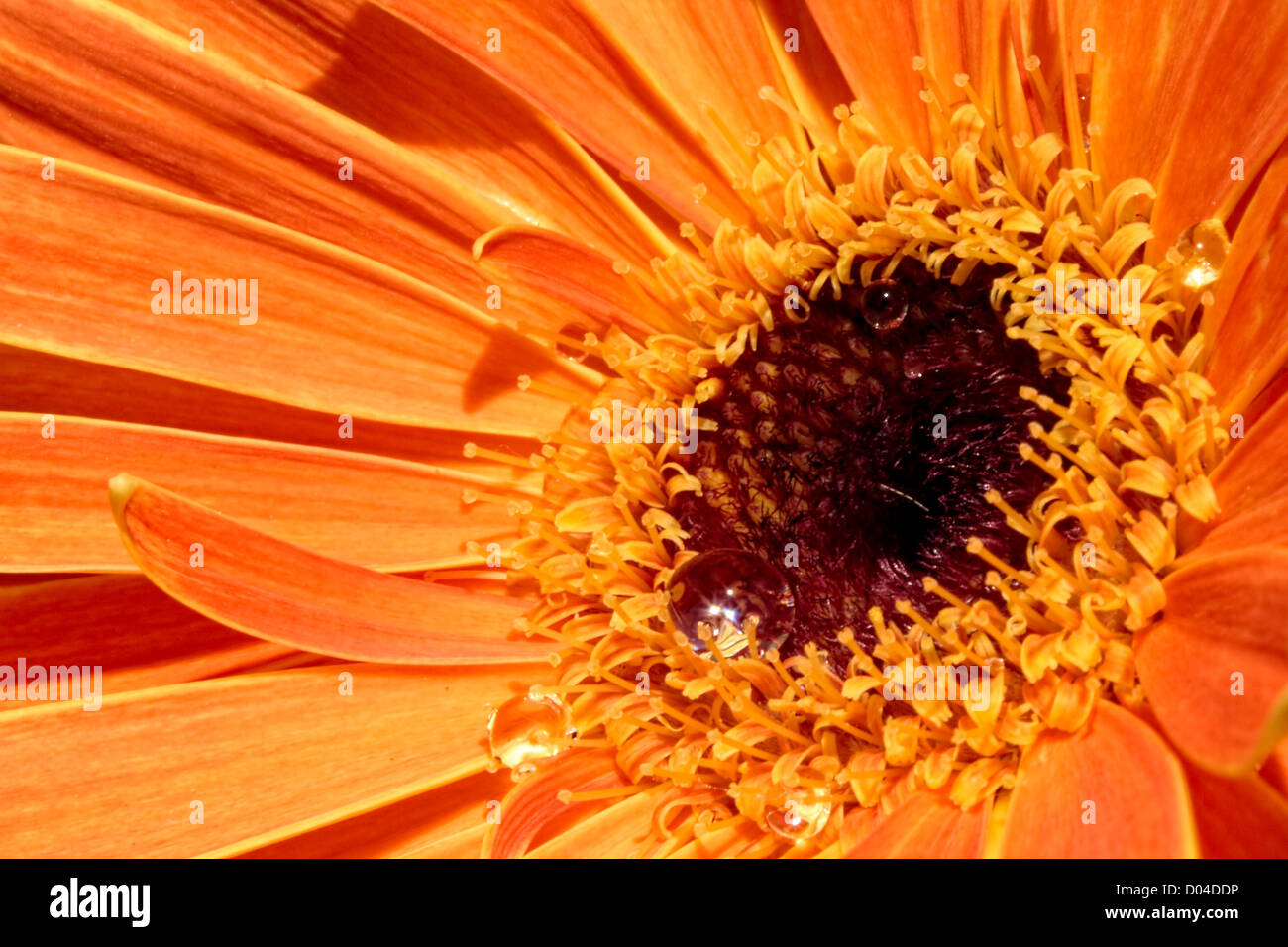 orange Gerbera daisy Stock Photo