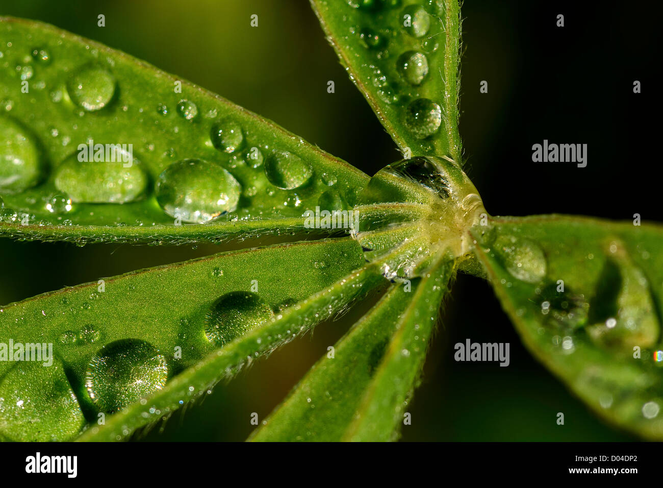 Water (dew) drops on a leaf Stock Photo