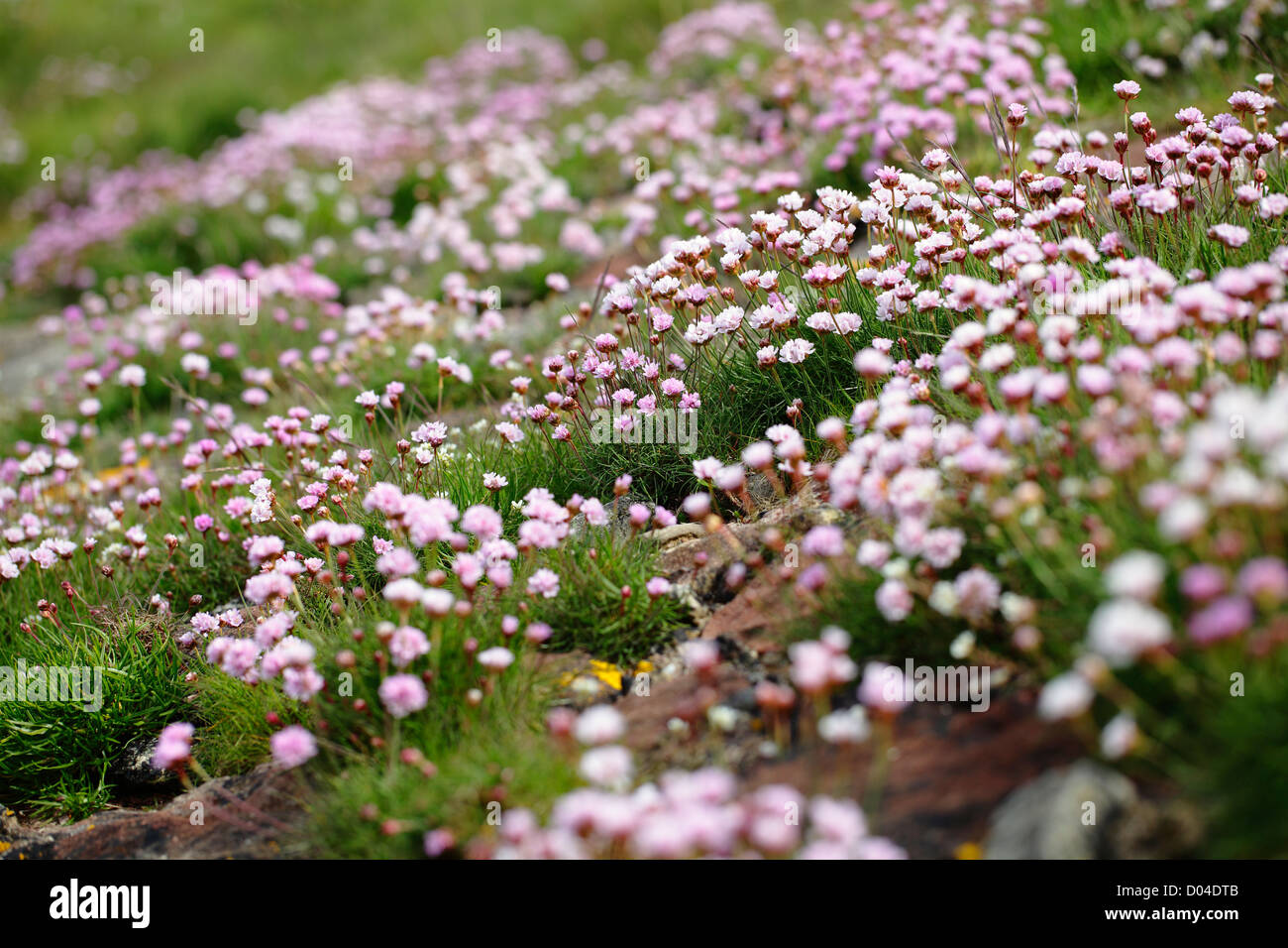 Armeria Maritima, Pink Thrift, growing wild beside the Firth of Clyde, Ayrshire on the West Coast of Scotland, UK Stock Photo