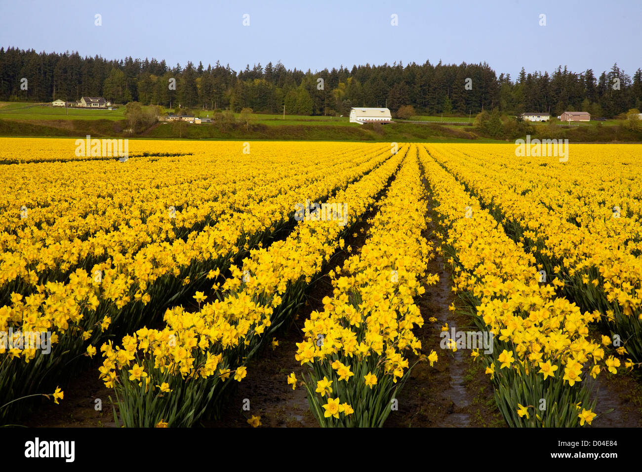 WA0656000...WASHINGTON Field of daffodils in the Skagit River Valley