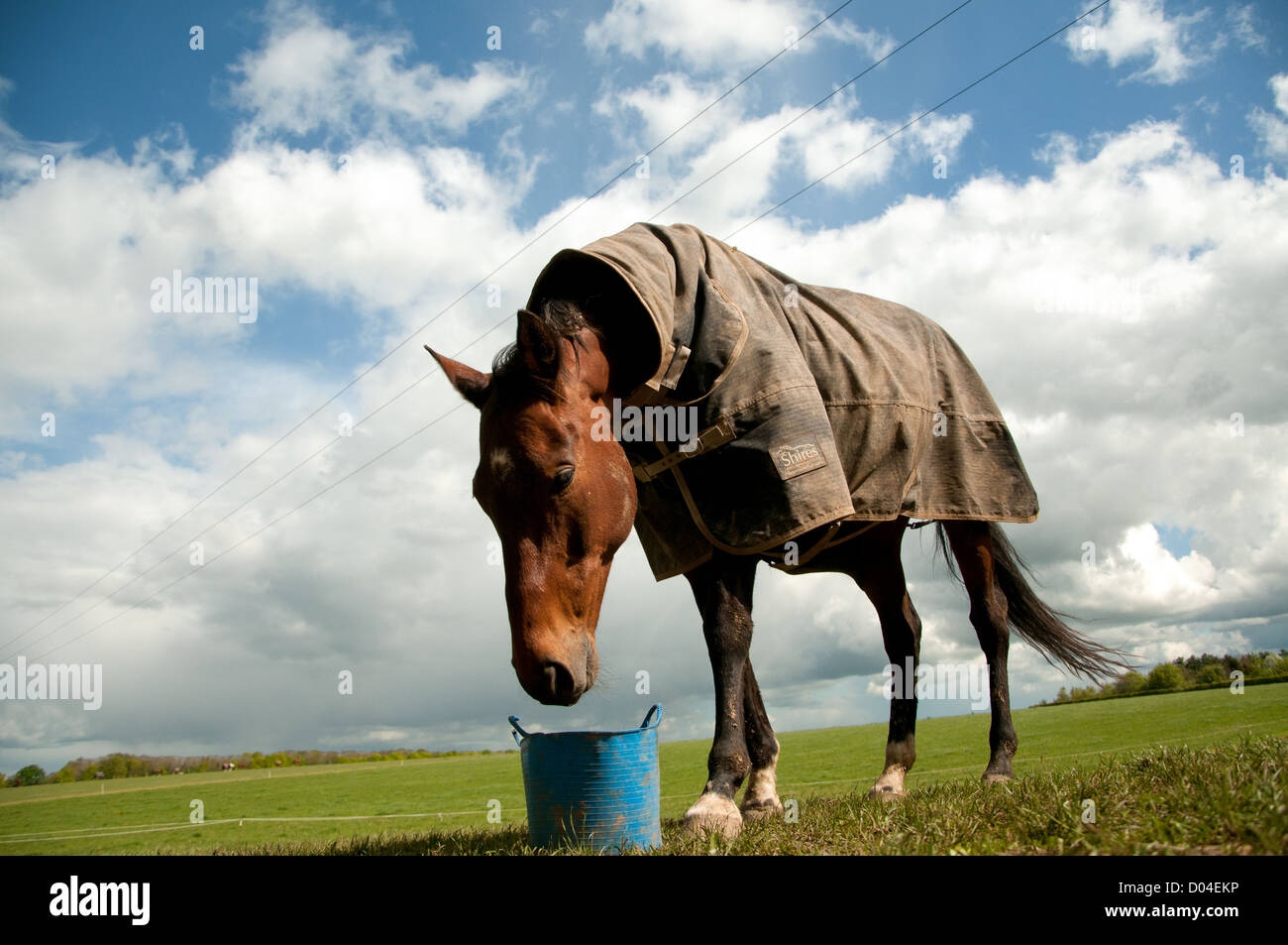 Landscape portrait of a horse eating its feed from a blue feed bucket. Image is set on a green pasture and blue sky/ cloudscape Stock Photo