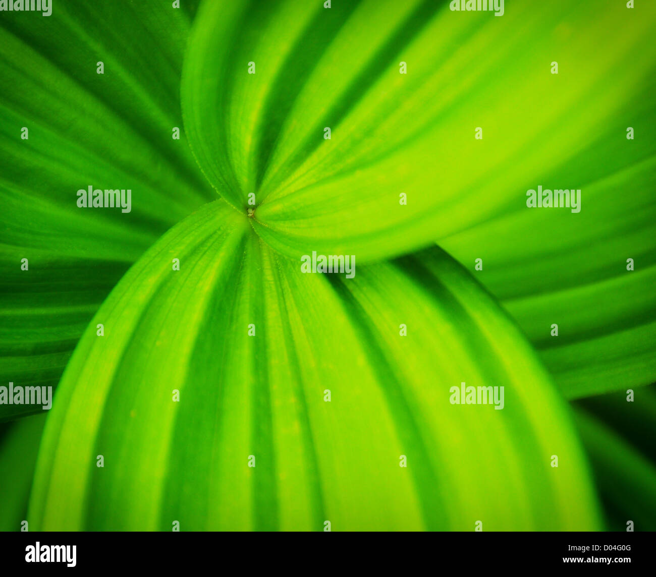 Green Big Leaves With Leading Lines Stock Photo 51731472 Alamy