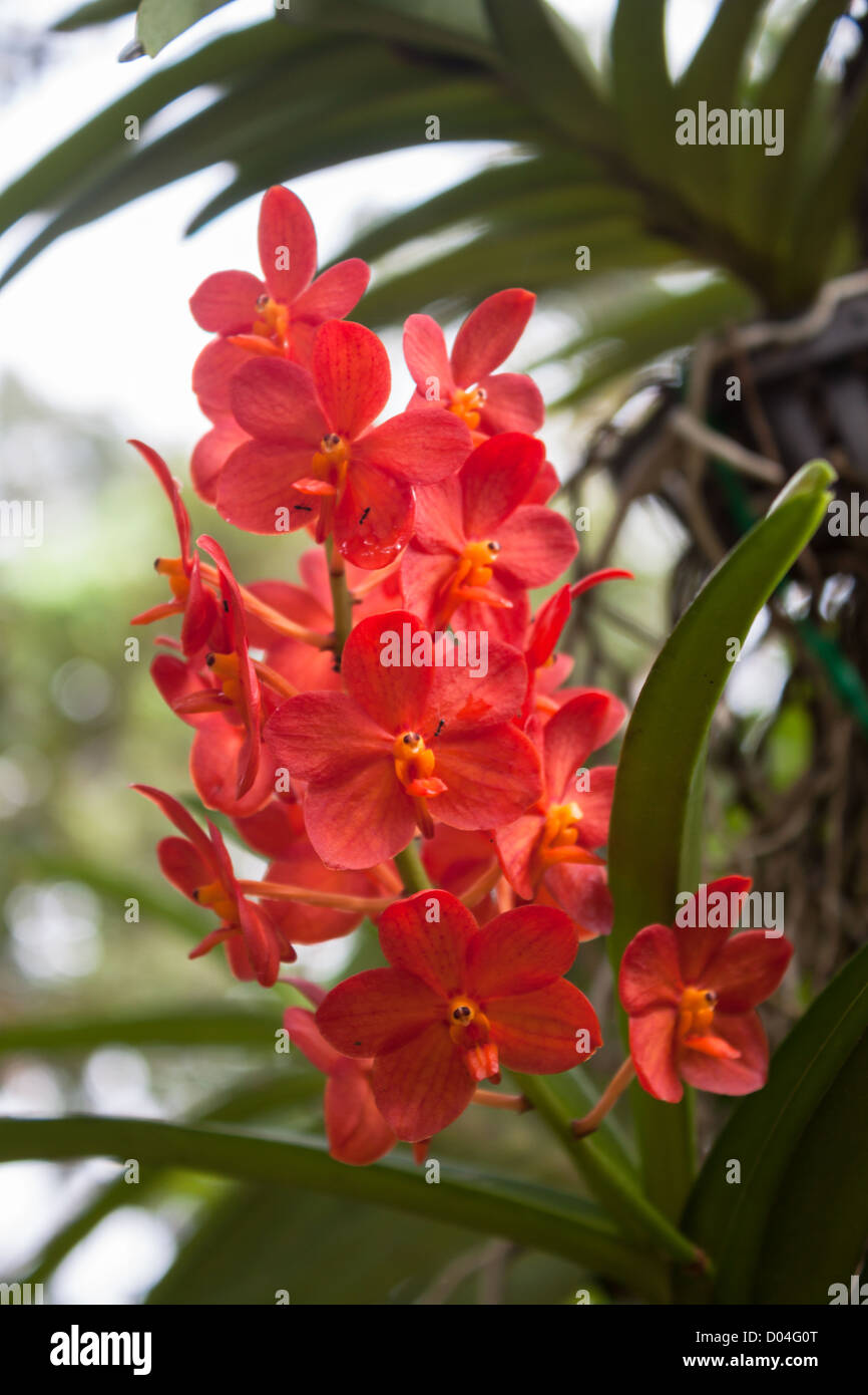 Bright Red Orchids with green leaves background Stock Photo
