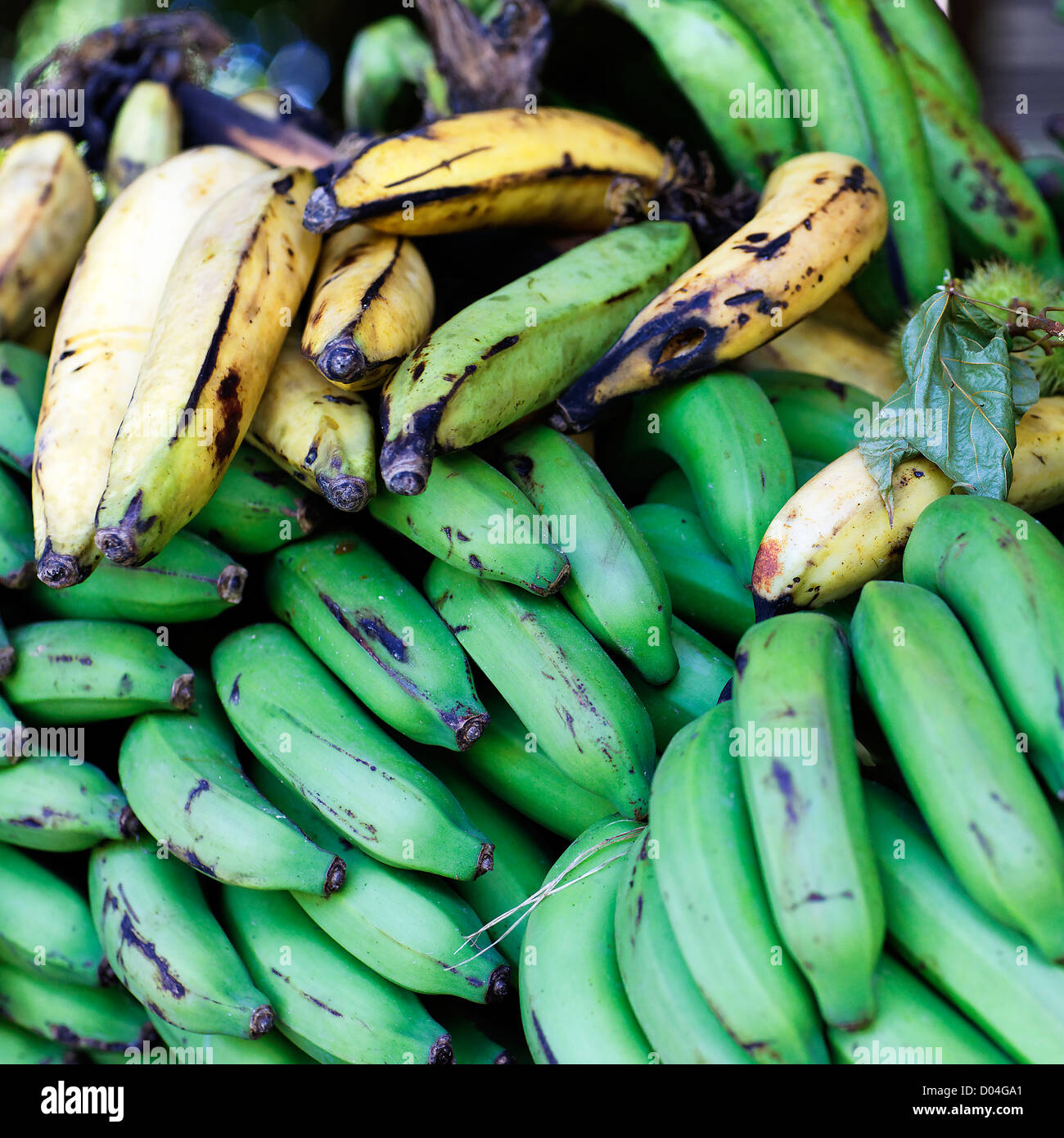 green and yellow bananas in dominican republic Stock Photo Alamy