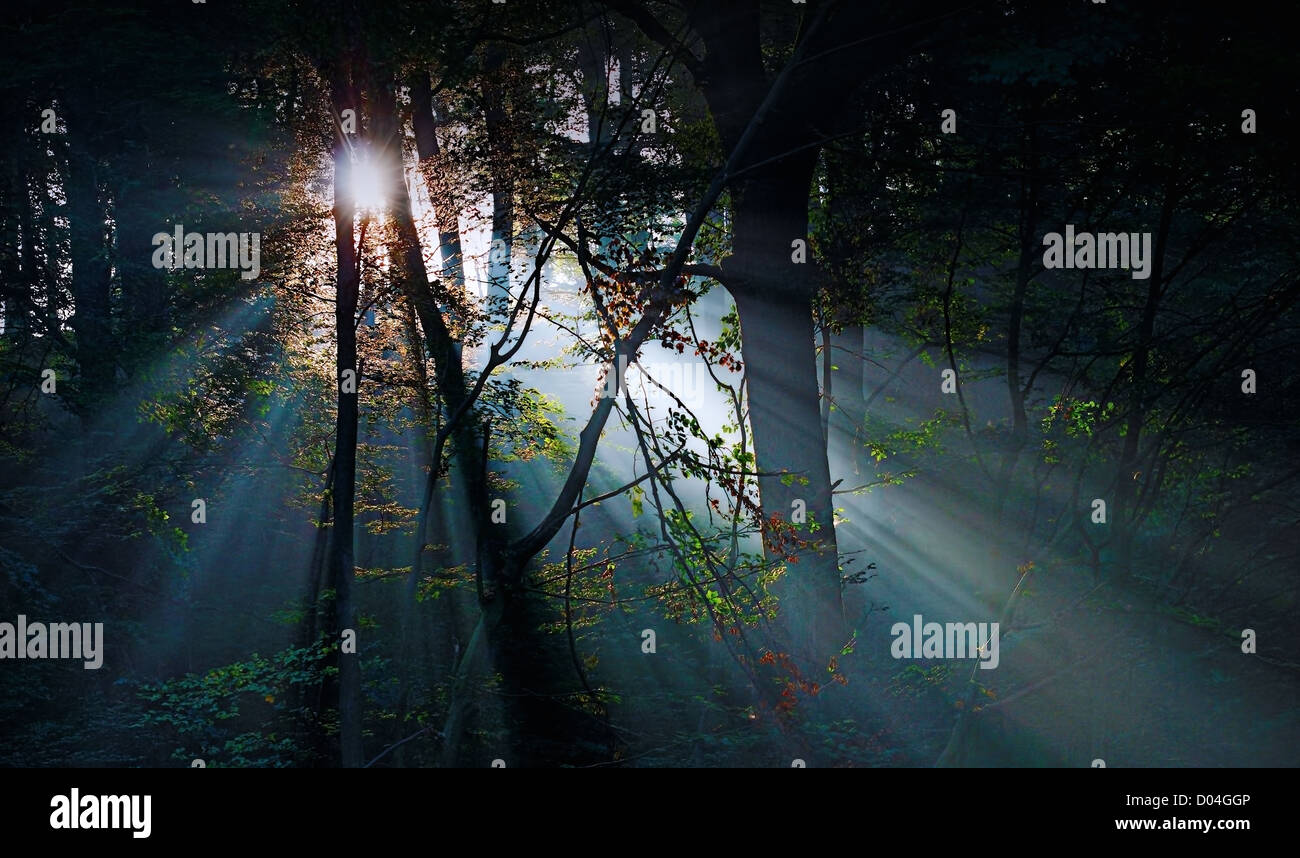 sunrays in the forest Stock Photo - Alamy
