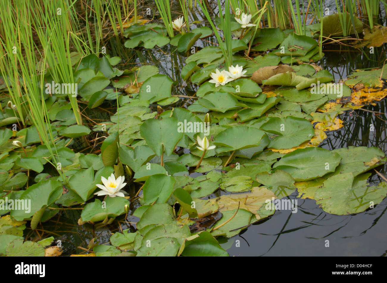 Water lillies and reeds on the surface of a pond Stock Photo