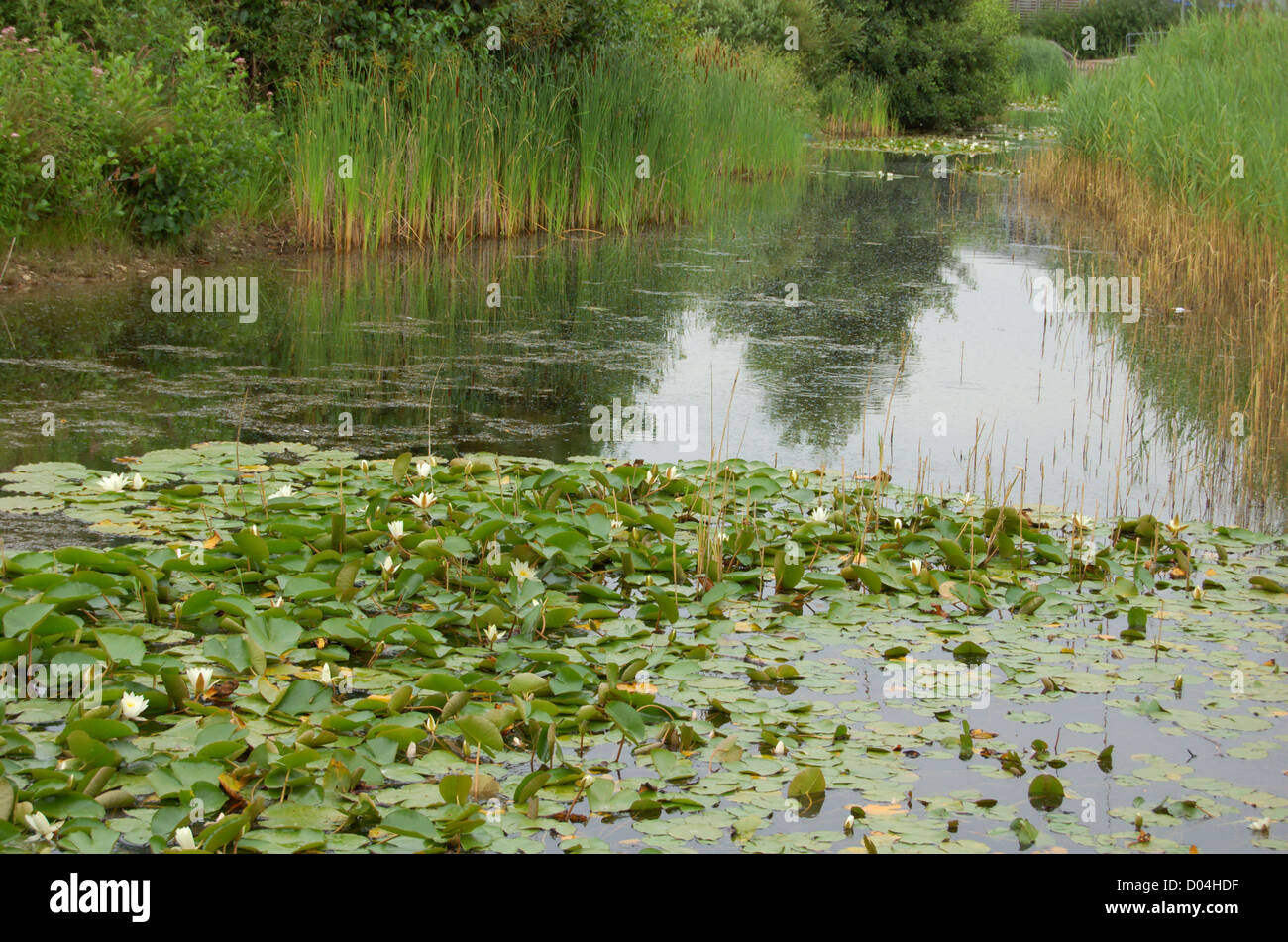 Water lillies and reeds on the surface of a pond Stock Photo