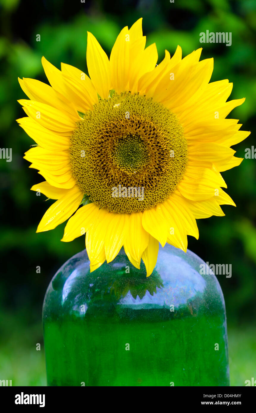 a sunflower in a bottle Stock Photo