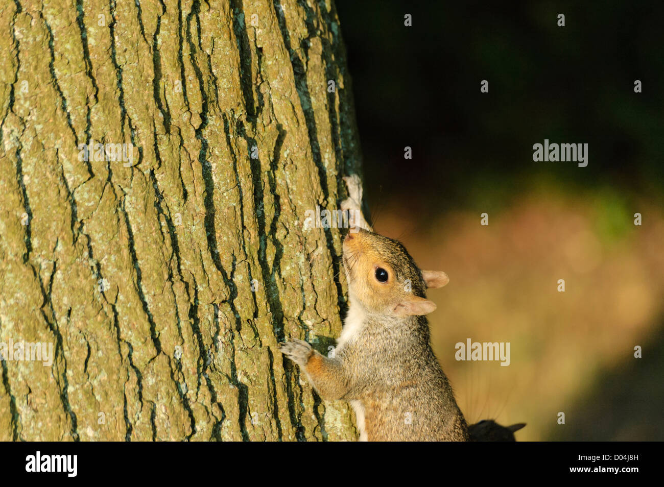Grey Squirrels, Sciurus carolinensis, chasing each other around a tree