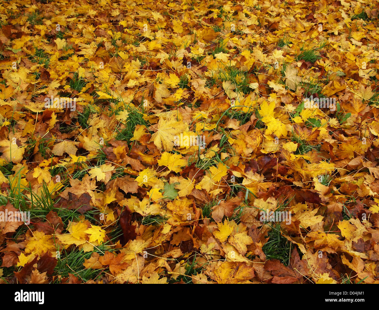 yellow leaves of fall laying on the ground Stock Photo - Alamy