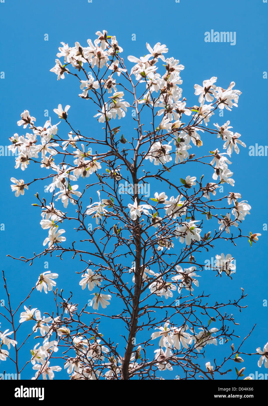 Magnolia tree detail hi-res stock photography and images - Alamy