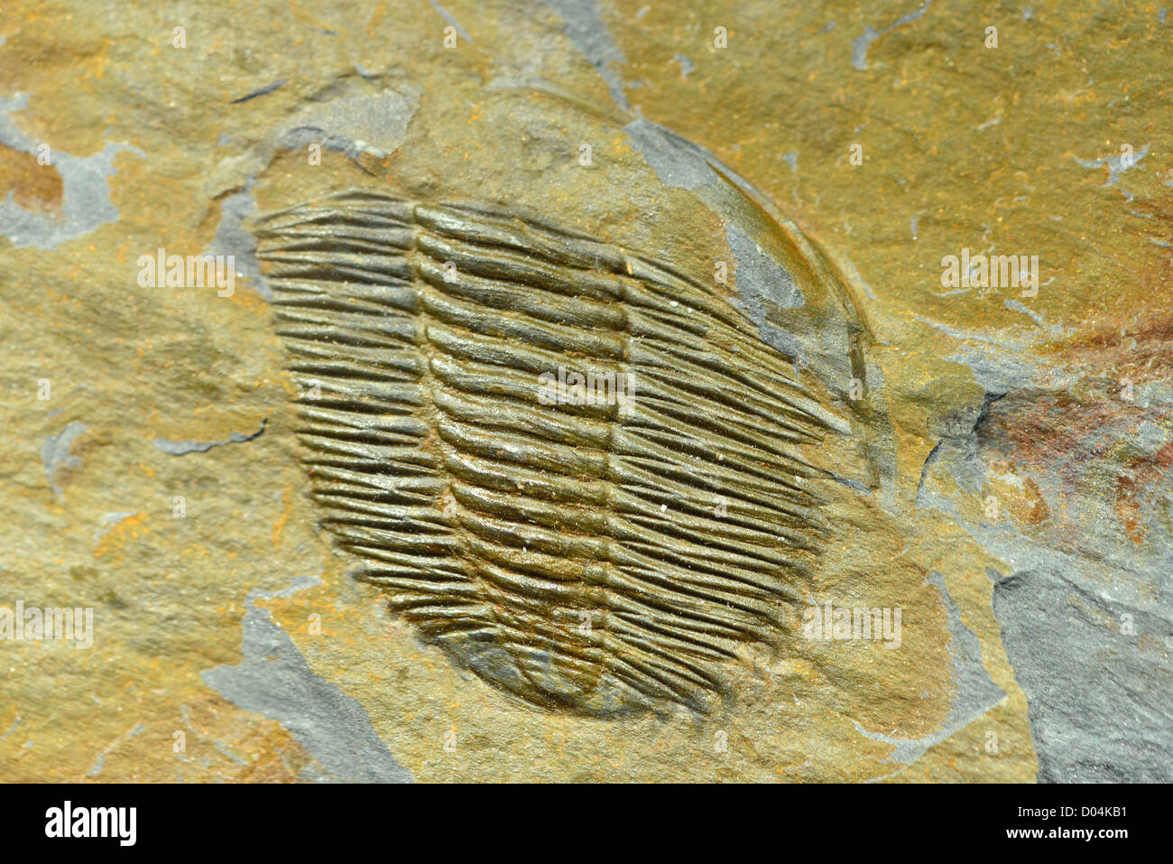 Fossil trilobite. Stock Photo