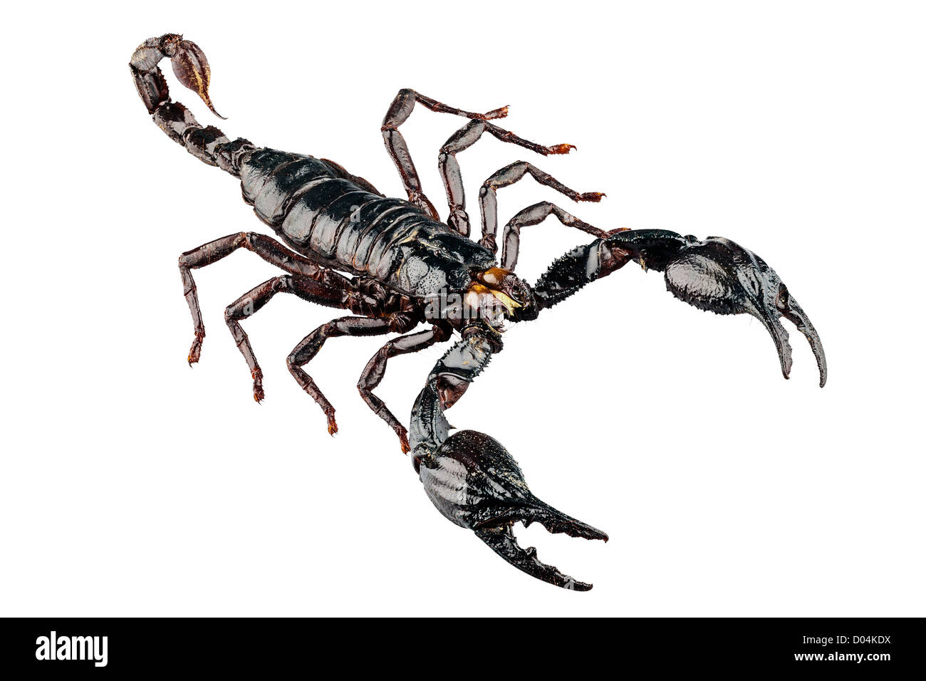 Black scorpion species palamnaeus fulvipes Stock Photo