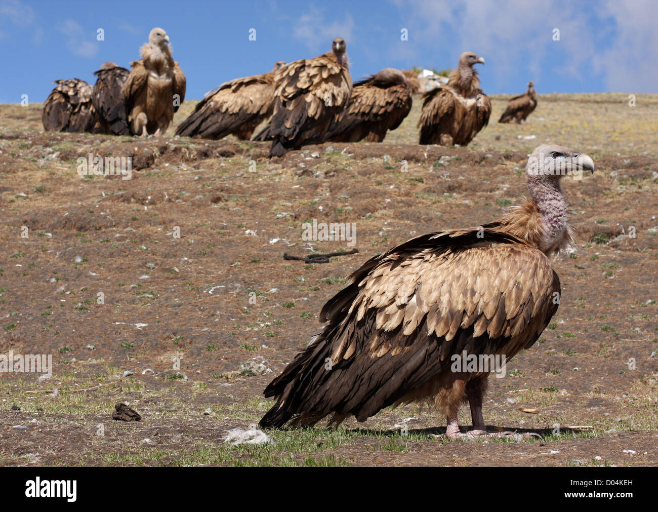 Vultures at a Sky Burial, Litang, Sichuan Stock Photo