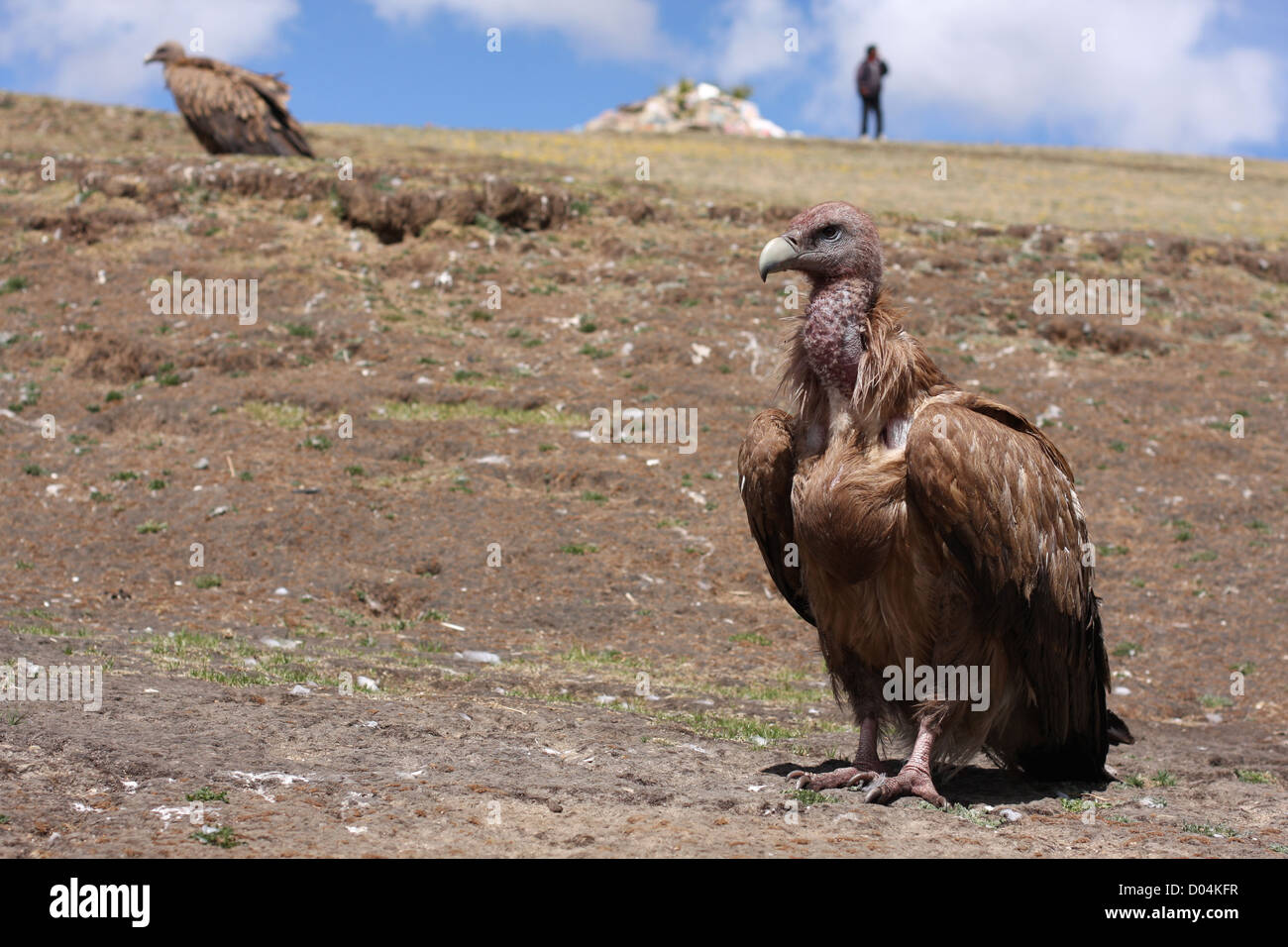 Vultures at a Sky Burial, Litang, Sichuan Stock Photo