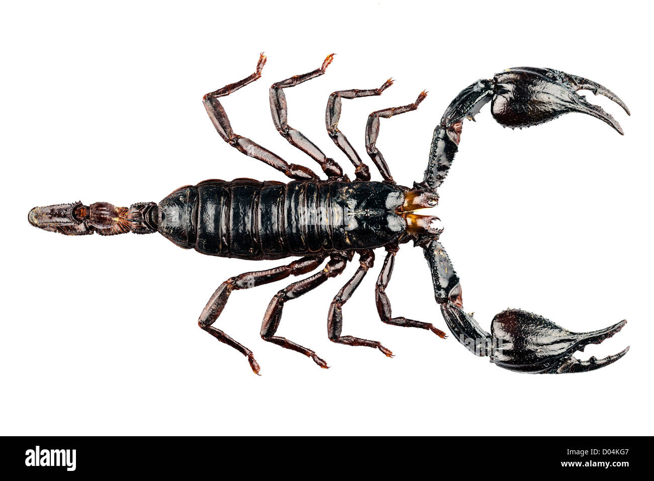 Black scorpion species palamnaeus fulvipes Stock Photo
