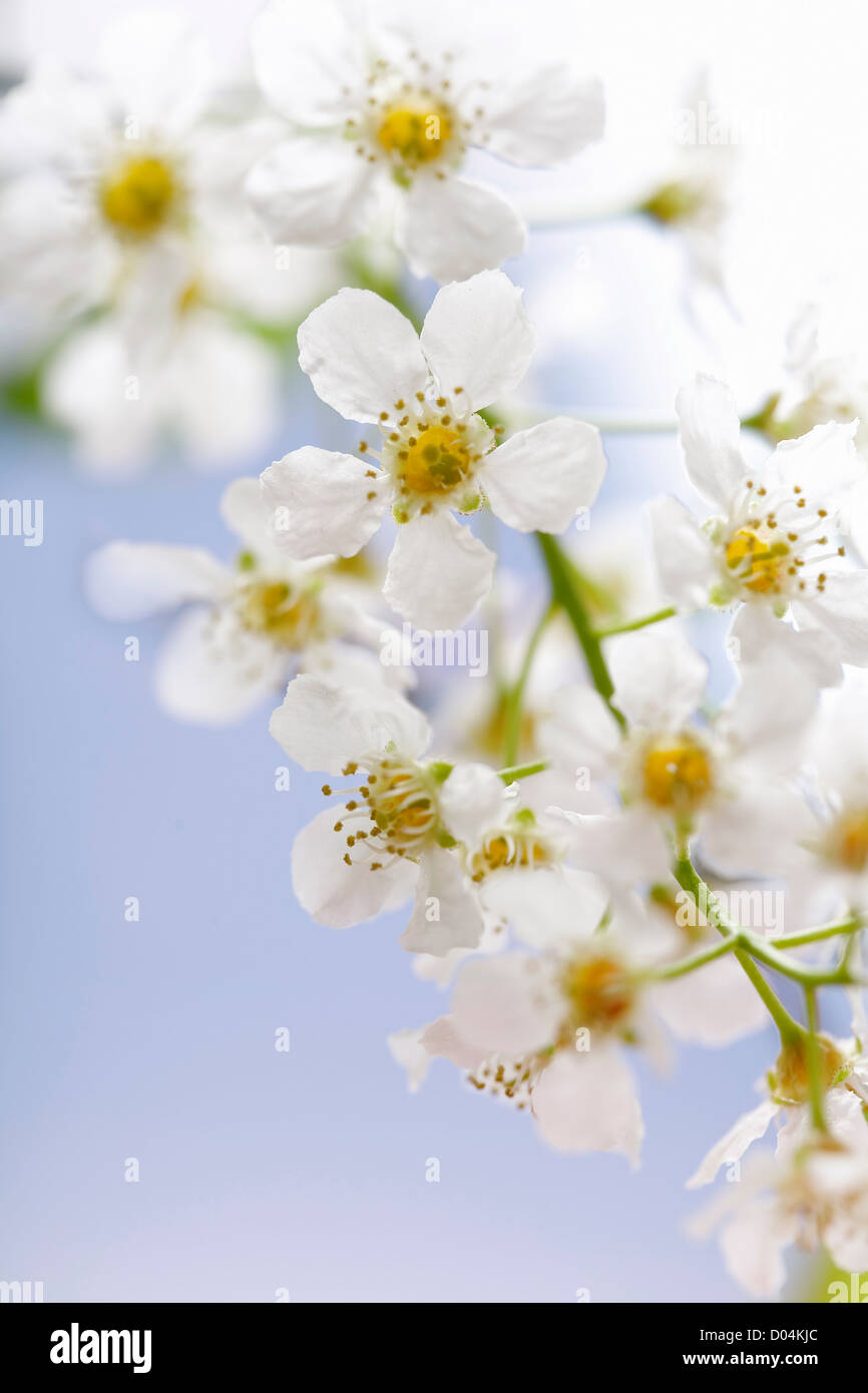 Cherry tree branch in bloom. Blue sky background Stock Photo - Alamy