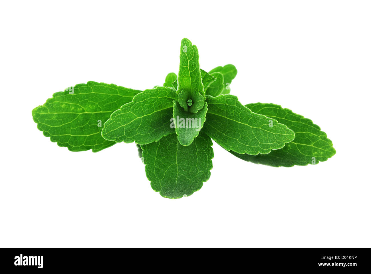 Stevia leaves isolated on a white background with clipping path included Stock Photo Alamy