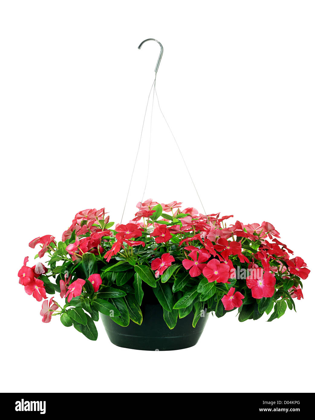Hanging Basket with Impatiens flowers isolated over a white background with clipping path included. Stock Photo