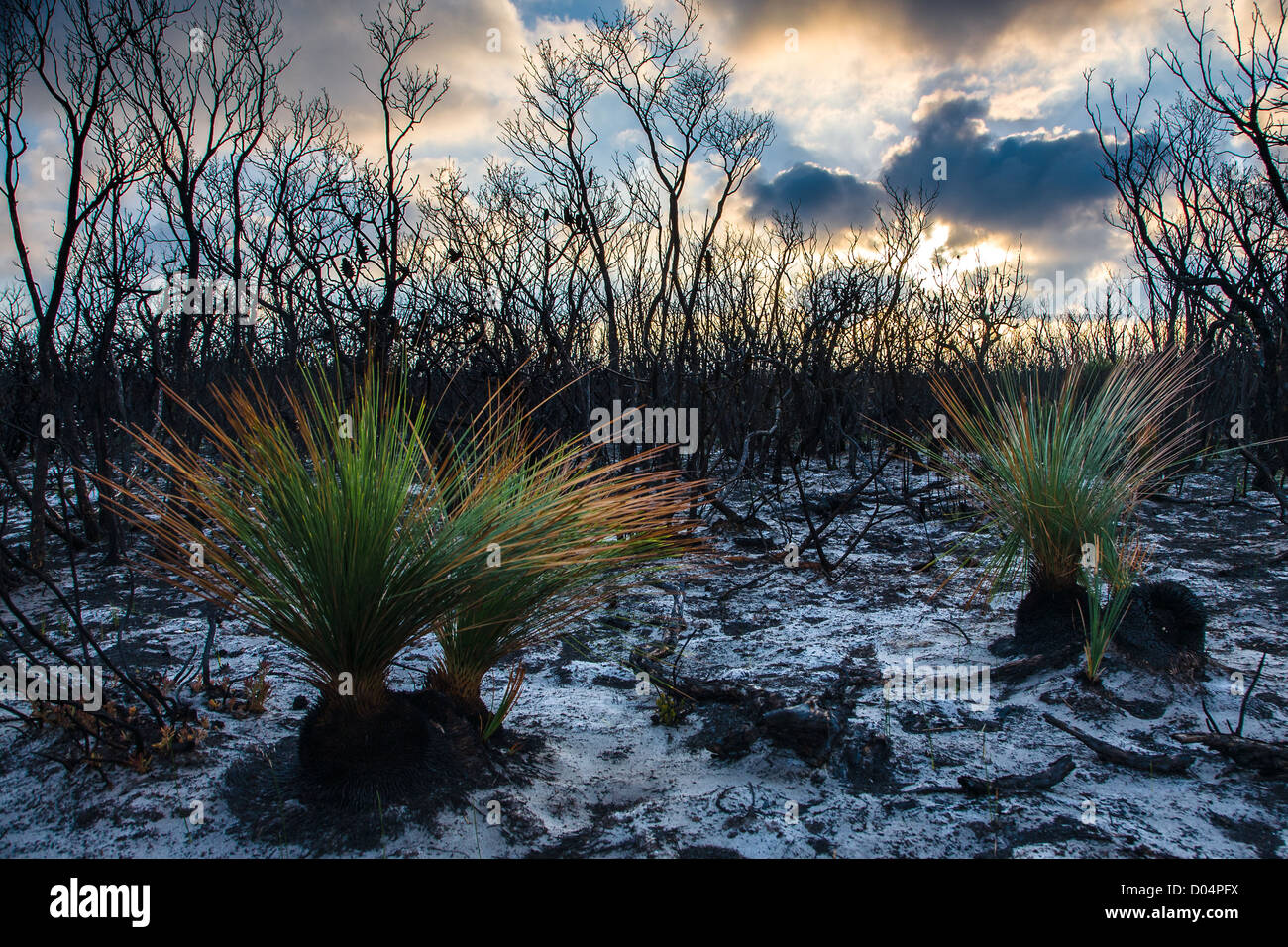 Tanilba Bay, NSW Stock Photo Alamy