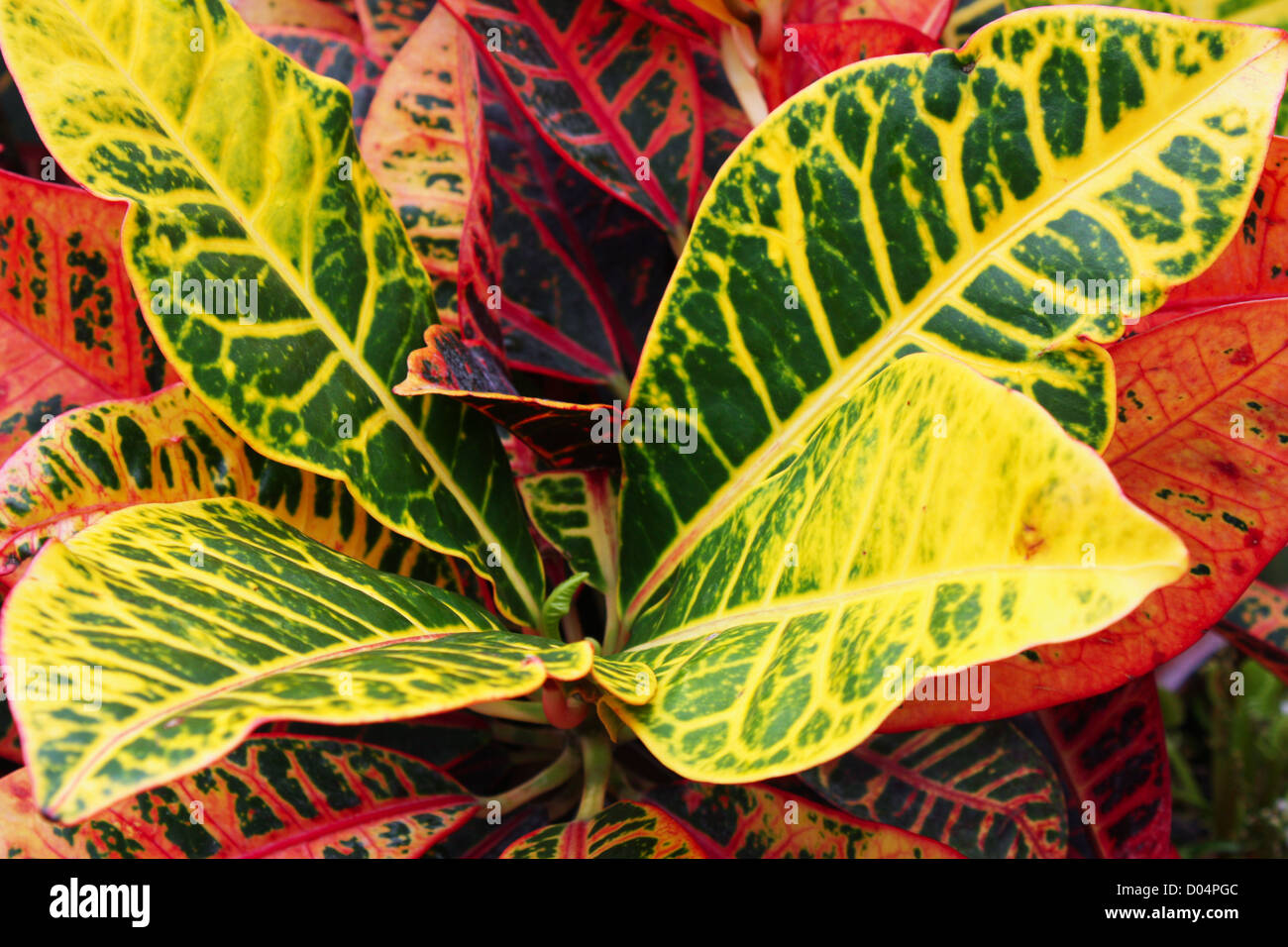 Colorful leaves plant Stock Photo