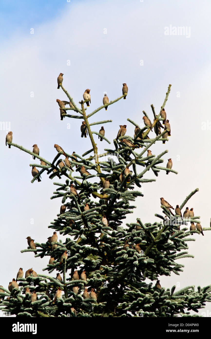 Part of a flock of waxwings, migrated from Scandinavia to Scotland, rest in a conifer during periods feeding on rowan berries. Stock Photo