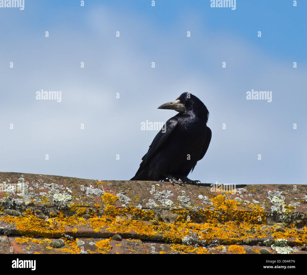 Rook on lichen-covered roof apex, against blue sky with cloud Stock Photo