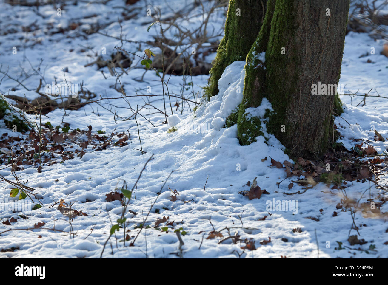 Tree and snow in woodland with sunlight and shadows Stock Photo - Alamy