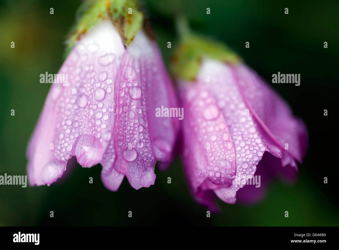 purple flowers covered with dew Stock Photo Alamy