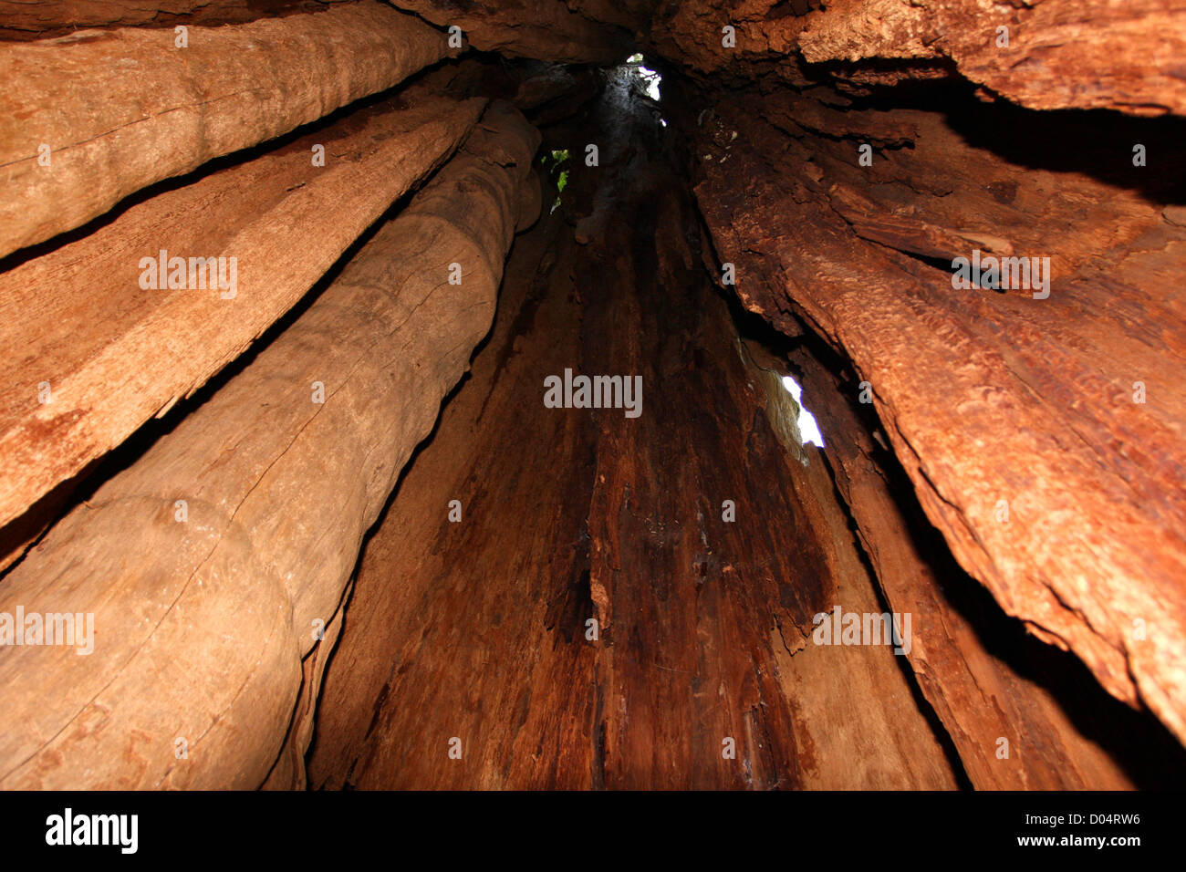 A view looking up inside the worlds largest Western Red Cedar (Thuja Plicata) tree in Jefferson