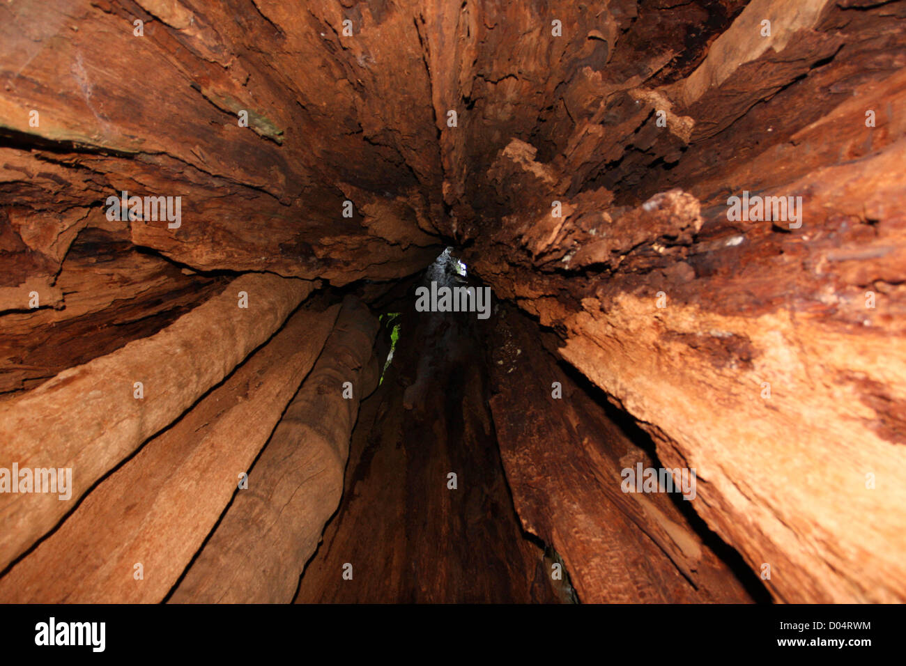 A view looking up inside the worlds largest Western Red Cedar (Thuja Plicata) tree in Jefferson