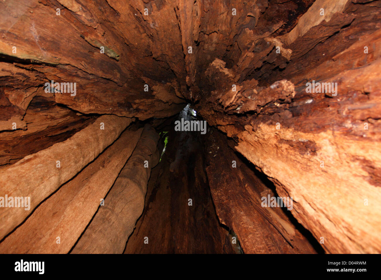 A view looking up inside the worlds largest Western Red Cedar (Thuja Plicata) tree in Jefferson County, Washington, USA in July Stock Photo