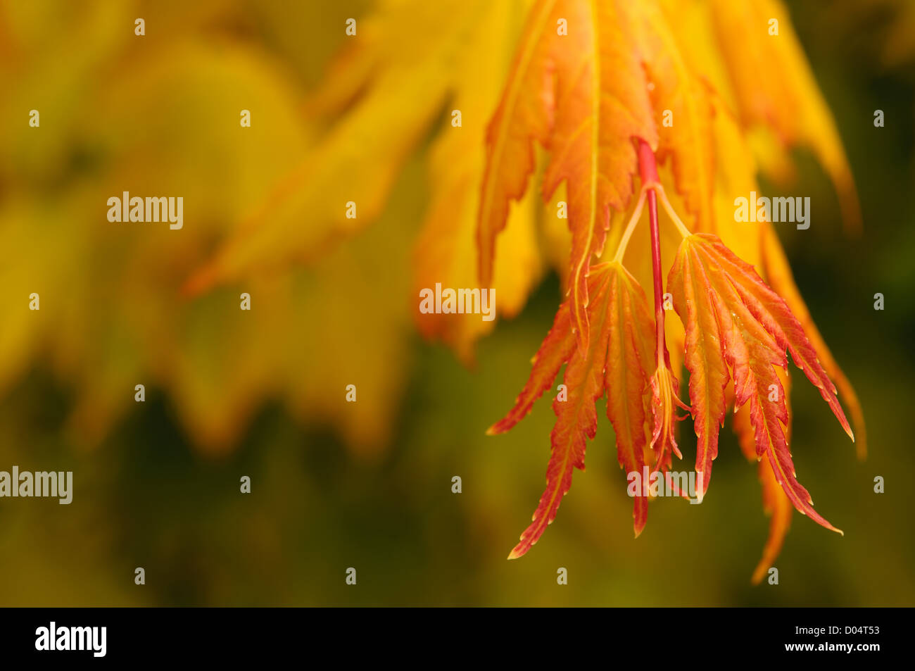 Orange red colour colours hi-res stock photography and images - Alamy