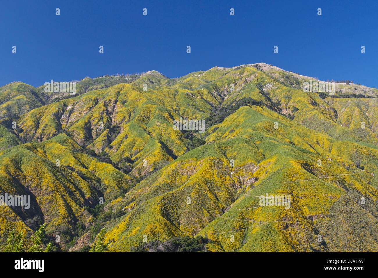 Green and yellow hills against a clear blue sky in Big Sur, California