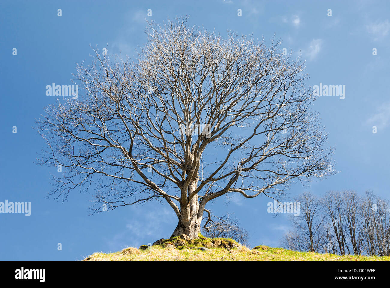 Tree green field majestic oak hi-res stock photography and images - Alamy