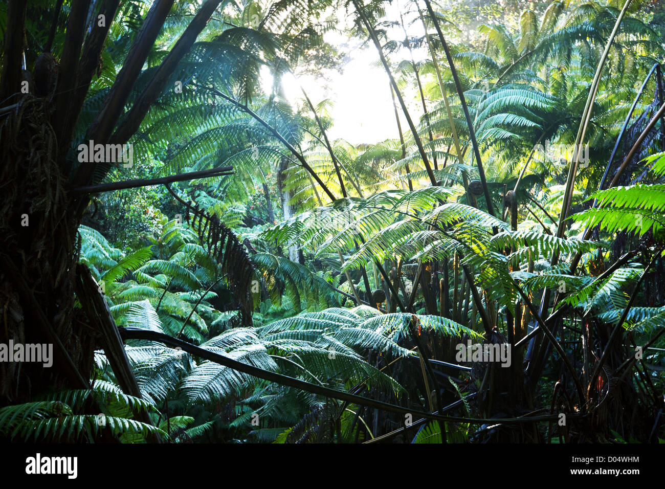 rain forest in Hawaii Stock Photo - Alamy