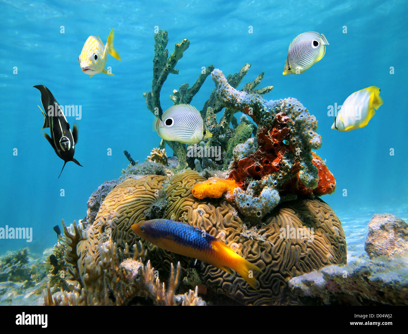 Brain coral with colorful sea sponges and tropical fish in the Caribbean sea Stock Photo
