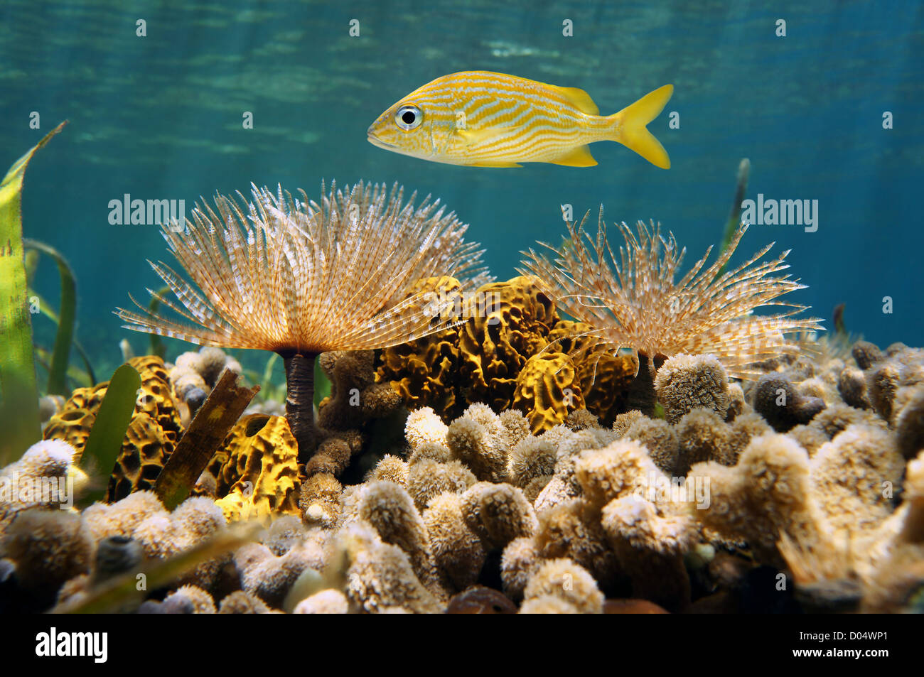 French grunt fish with feather duster worms, tube sponge and coral underwater in the Caribbean sea Stock Photo